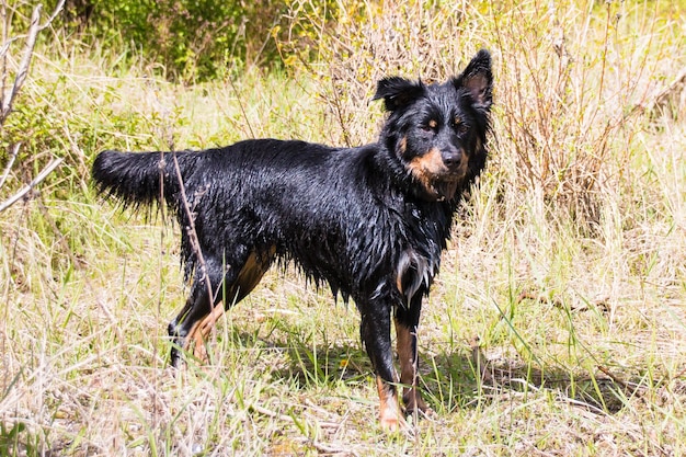 Jak wyszkolić owczarka, by stał się posłusznym towarzyszem?